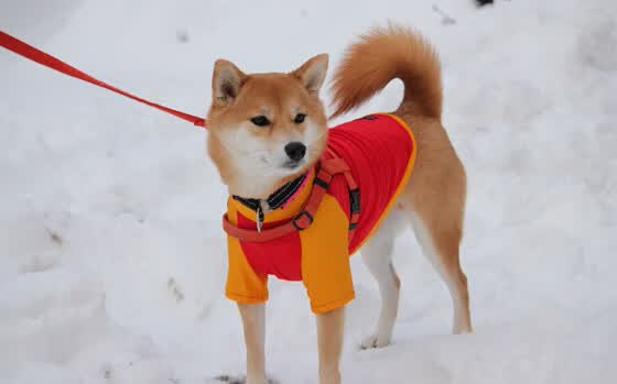 世界滑雪技术交流:雪道维护与安全管理并重,滑雪滑道科普